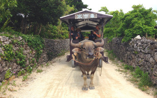 竹富島の水牛車観光